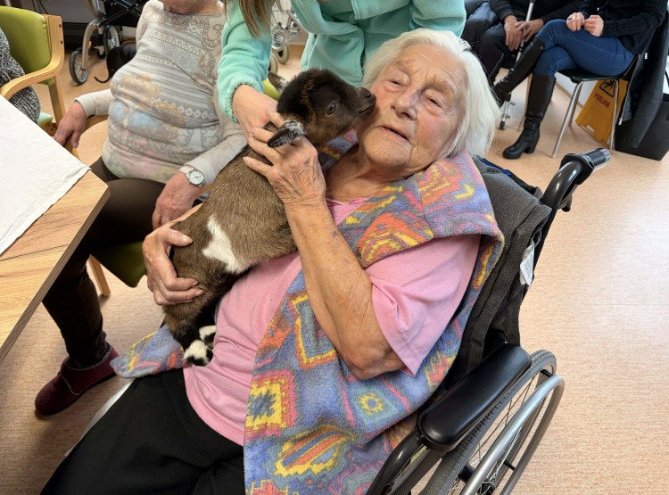 Zooterapie s kůzlátkem Punčoškou