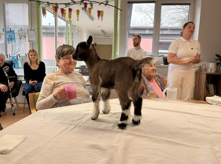 Zooterapie s kůzlátkem Punčoškou