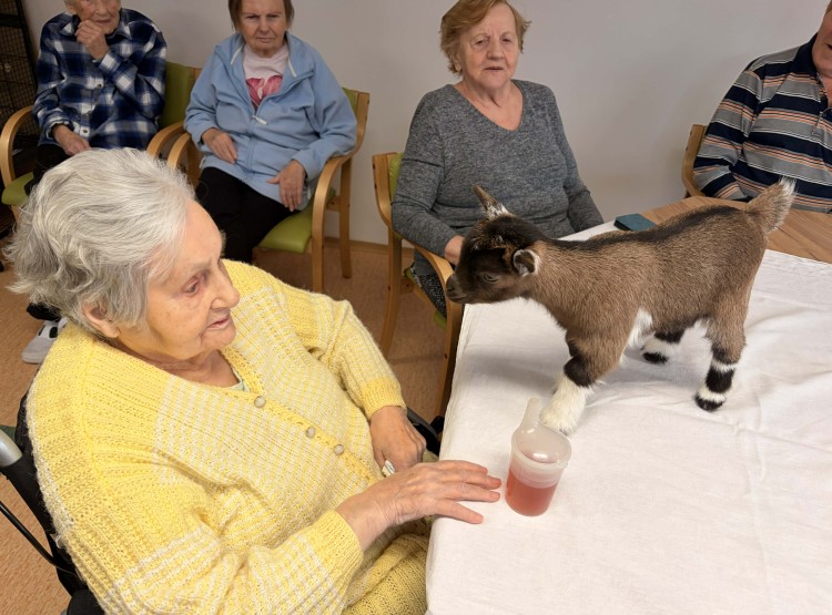 Zooterapie s kůzlátkem Punčoškou