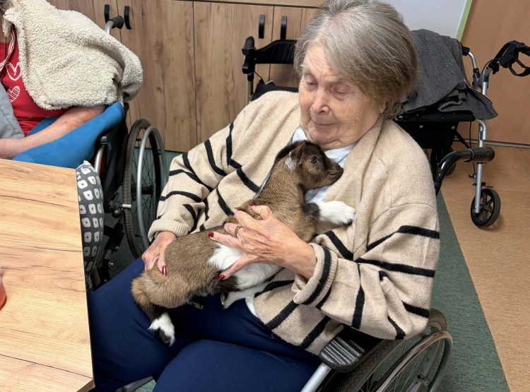 Zooterapie s kůzlátkem Punčoškou