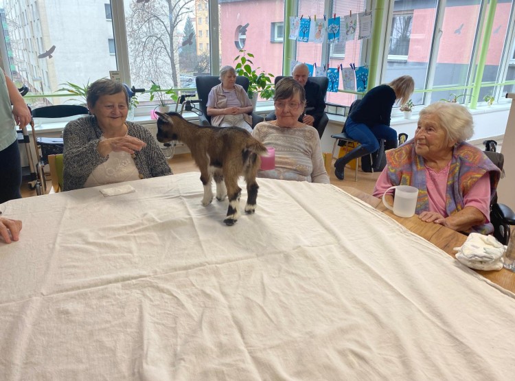 Zooterapie s kůzlátkem Punčoškou