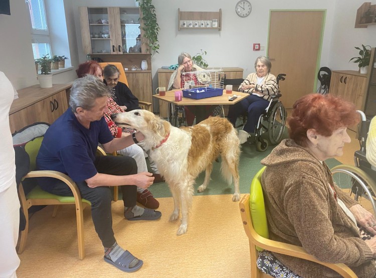 Zooterapie s kůzlátkem Punčoškou