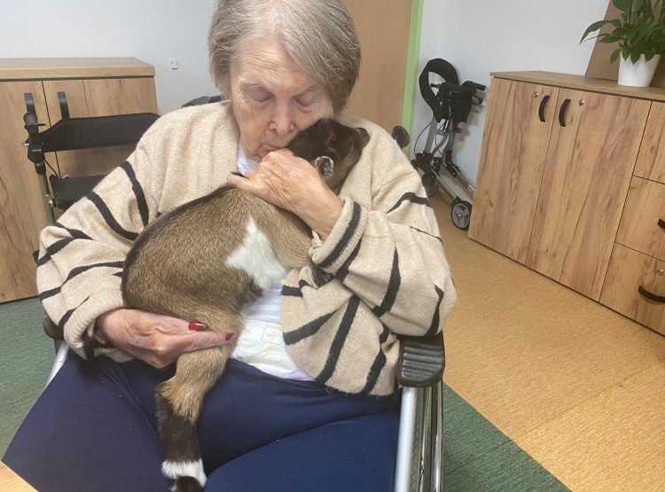 Zooterapie s kůzlátkem Punčoškou