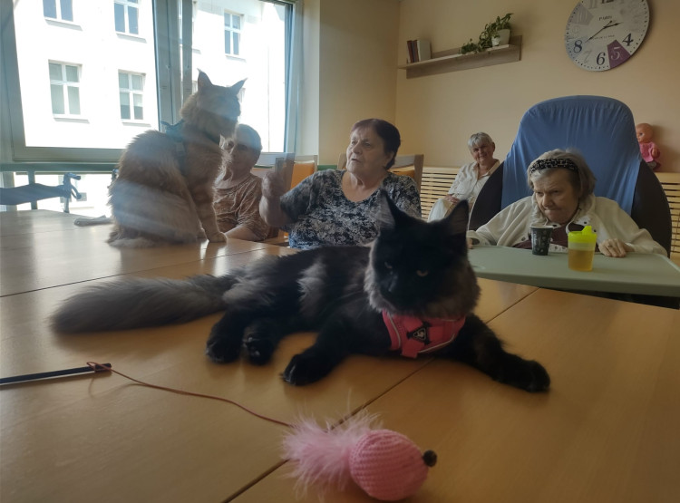 Felinoterapie s mainskými mývalími kočkami